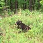 Black Bear Wanders into Bryant, Seeks Sub Sandwich