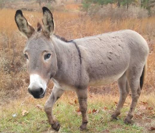 donkey-on-childress1