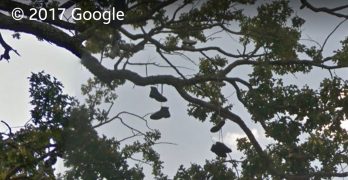 Video of the Meeting and Decisions About the Removal of the Sardis "Shoe Tree"