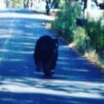 Black Bear Spotted on the Street in Benton