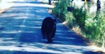Black Bear Spotted on the Street in Benton