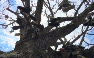 Sardis Shoe Tree to Come Down June 14th; Committee Formed to Plan Comemmoration