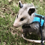 Lost Pet Possum in Downtown Benton