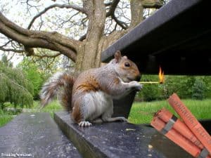 Squirrel lighting fireworks or dynamite
