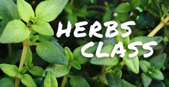 Learn About Different Uses for Herbs in Benton on March 17th