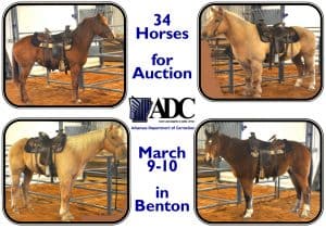 ADC to Host Auction of 34 Horses March 9-10