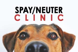 Spay/Neuter Clinic by Appointment Only, Sept 10-11 in Paron