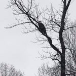 Video: Saline County Man Happens on Bald Eagle in Bryant City Limits