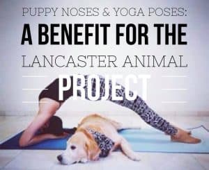 Puppy Noses & Yoga Poses Nov 16th - benefit for Lancaster Animal Project