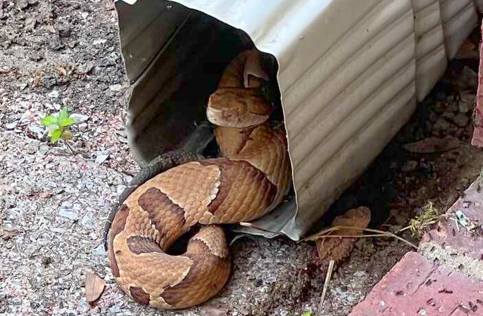Copperhead snake, bryant, arkansas, saline county