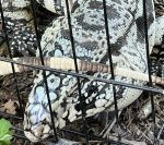 Alexander PD captures large Argentinian tegu lizard; Looking for owner