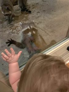 Survival of the cutest - Toddler & raccoon connect