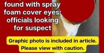 Dog in Benton found with spray foam cover eyes; officials looking for suspect