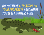 ​Do you have alligators on your property? AGFC hopes you'll let hunters come