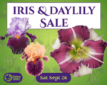 Annual Iris and Daylily Sale in Benton on Sept. 26 to feature over 120 plant varieties